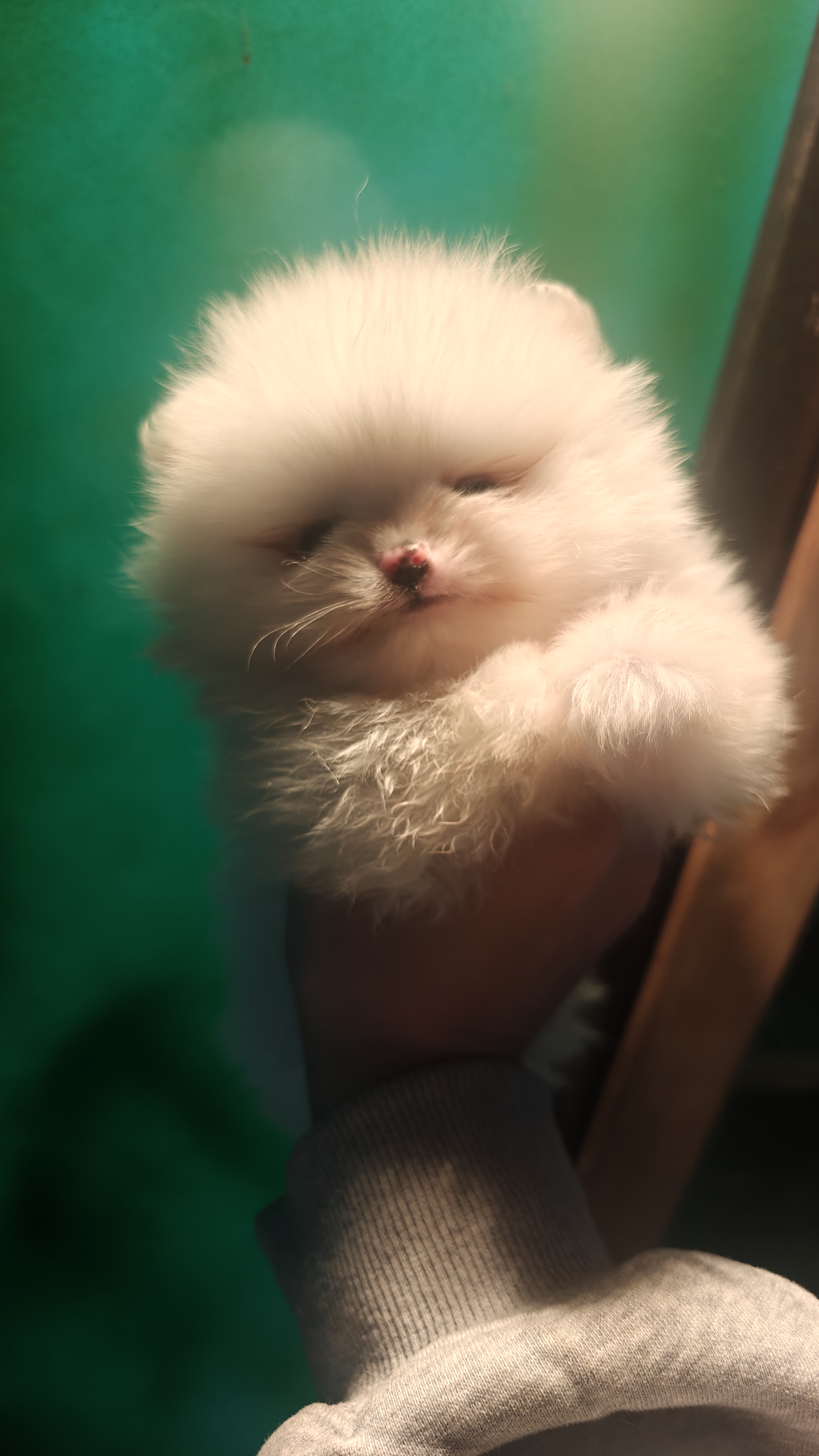 博美，父亲是王子